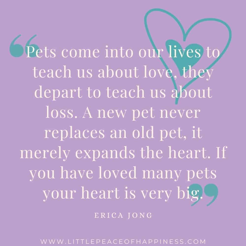 Pets come into our lives to teach us about love, they depart to teach us about loss. A new pet never replaces an old pet, it merely expands the heart. If you have loved many pets your heat is very big. Erica Jong