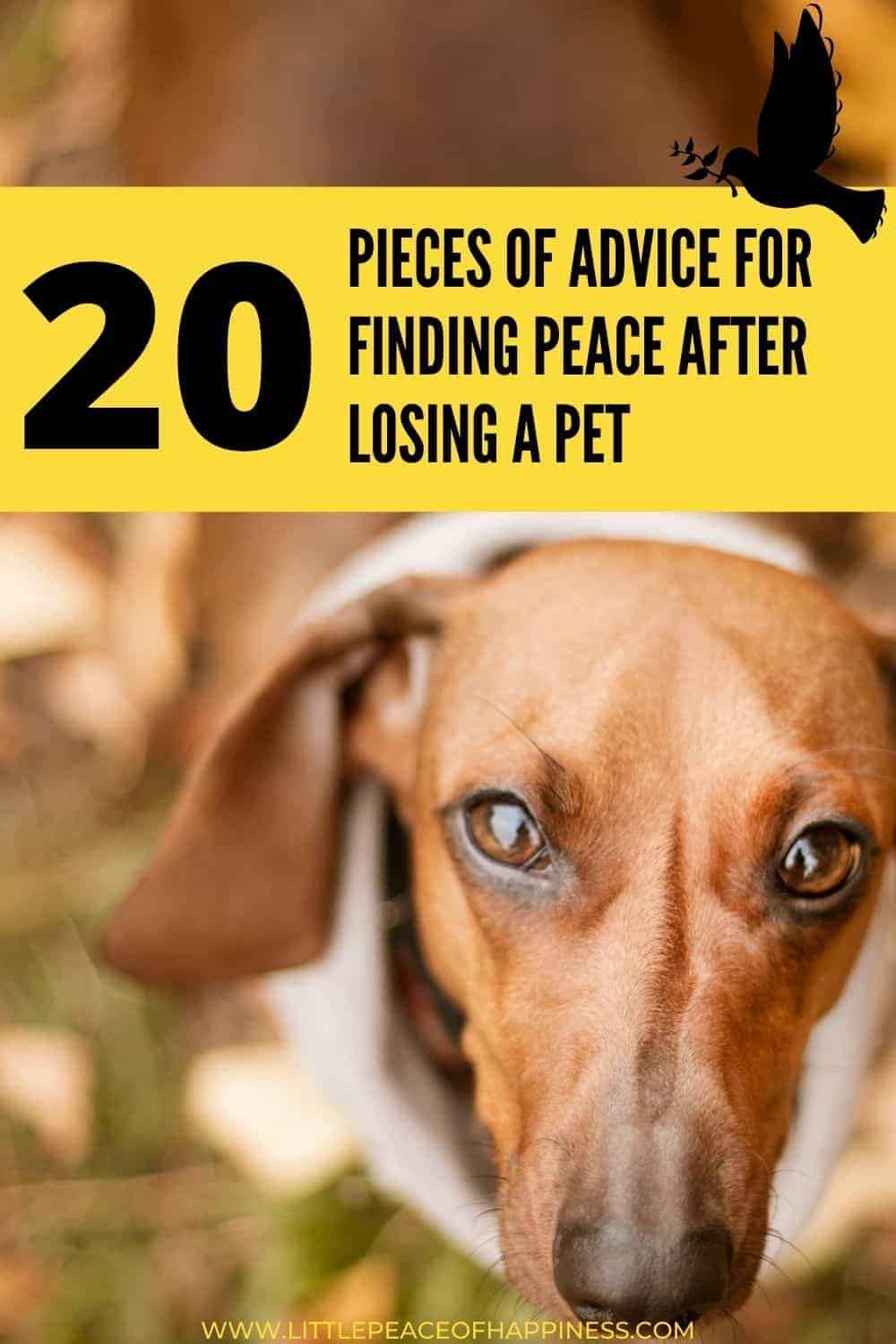20 ways to find peace after pet loss