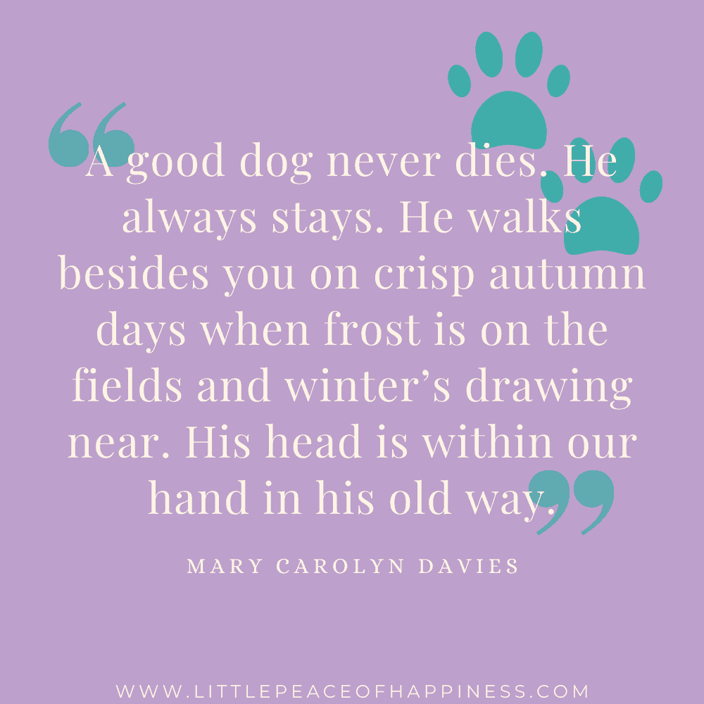 A good dog never dies. He always stays. He walks besides you on crisp autumn days when frost is on the fields and winter's drawing near. His head is within our hand in his old way. Mary Carolyn Davies